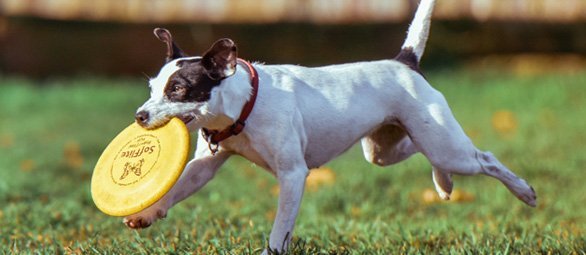Dog Training