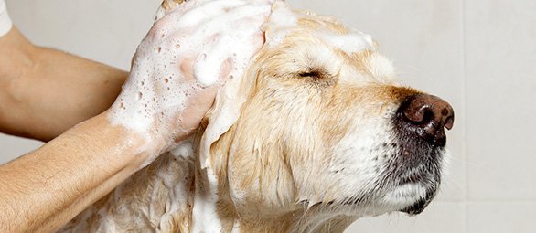 Dog Grooming