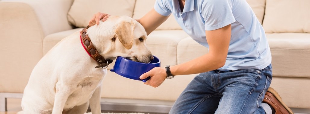 Dog In-Home Care